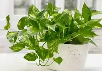 محصول 2